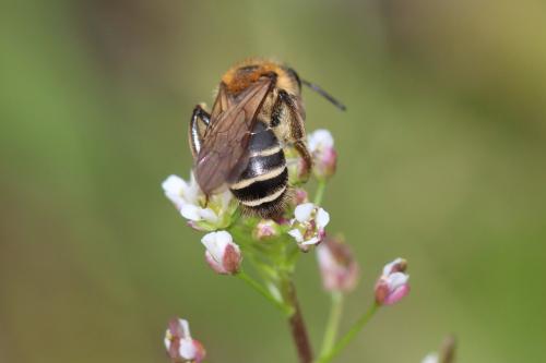 Réf. 321 363 : Andrena sp.